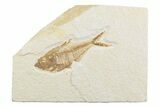 Detailed Fossil Fish (Diplomystus) - Wyoming #369474-1